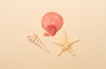 Sea shells on color background, top view