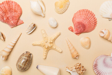 Sea shells on color background, top view
