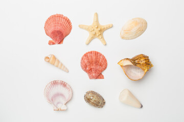 Sea shells on color background, top view