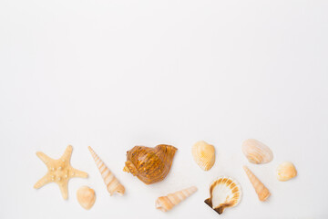 Sea shells on color background, top view