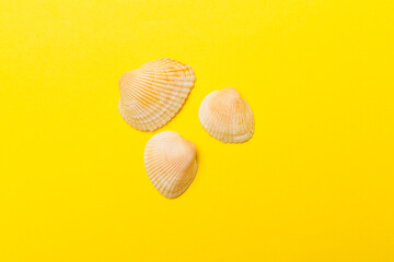 Sea shells on color background, top view