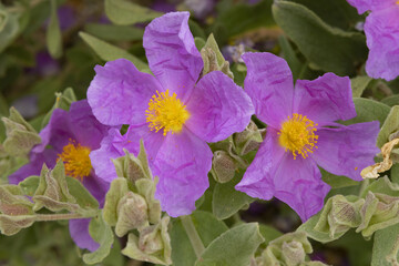 Fleurs de Cistus albidus
