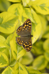 Papillon tircis sur fleuillage d'un Cornus florida