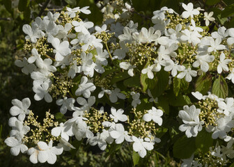 Floraison d'un Viburnum watanabe