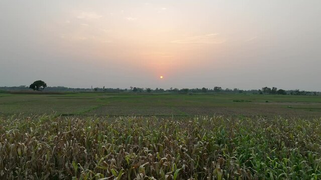 sunset over the field,