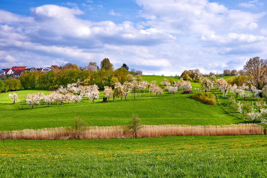 Idyllische Fr&uuml;hlingslandschaft mit bl&uuml;henden Kirschb&auml;umen  in der Fr&auml;nkischen Schweiz, Deutschland
