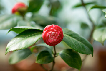 Red camellia flower on a branch closeup.