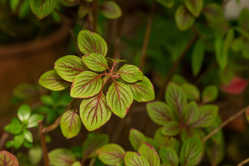 The texture of leaves in the botanical garden.