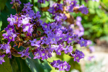 Obraz premium Purple flowers in the garden at early spring 
