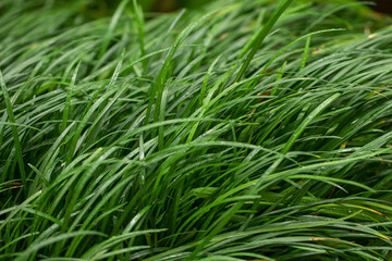 Fototapeta na wymiar Green grass with dew drops on a spring day.