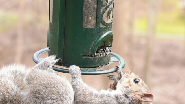 Grey Squirrel eating sunflower seeds. High-quality 4k footage of rodent stealing birdseed. 