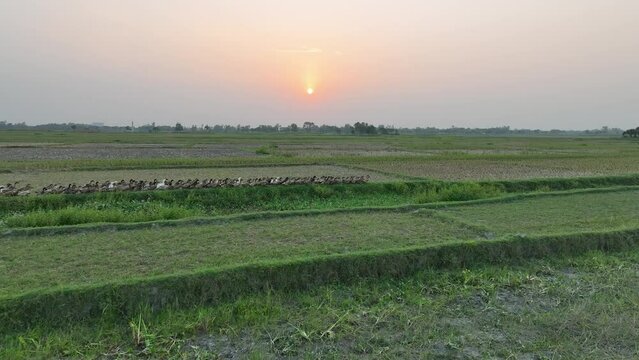 duck run in the field at sunset time, sunset over the field, bogura, bangladesh