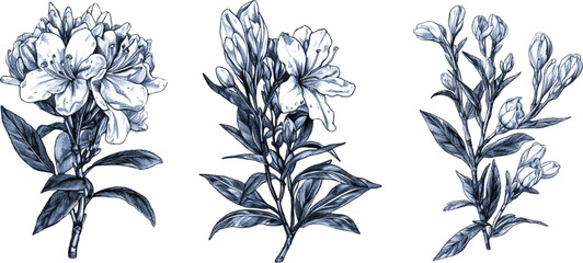 A set of elegant simple wildflowers in neutral black and white colors. Simple and graphic shape, hand drawn line wedding herb and invitation save the date card.