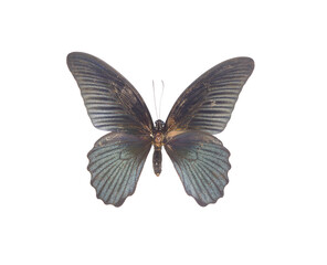 Fototapeta na wymiar exotic black butterfly isolated on white background