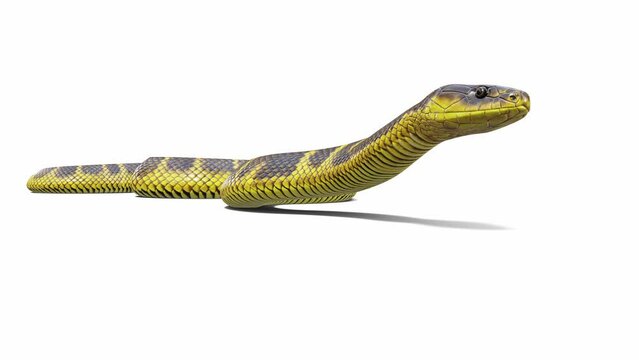 3d animation of Tiger Snake, idle, seamless loop, ground shadow, Luma Matte included. There is a version of this animated video without ground shadow