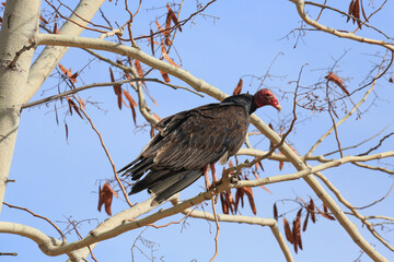 Geier in der Natur