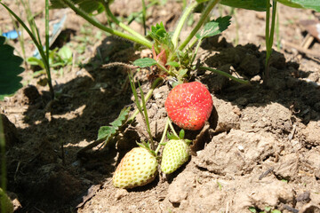 Close up strawberry fruit growing on ground with green leaves and flowers. Selective focus.
