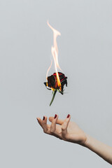 hand holding rose in fire