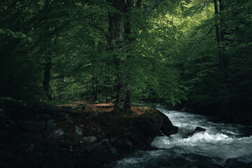 Beautiful forest scenery with moody light.