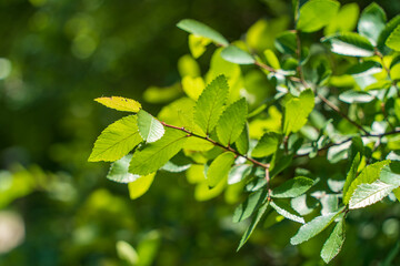 Fototapeta na wymiar green leaves in spring