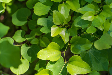 green leaves background