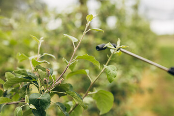 Closeup prayer reaching the top branches of an apple tree.