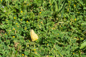 butterfly on the grass