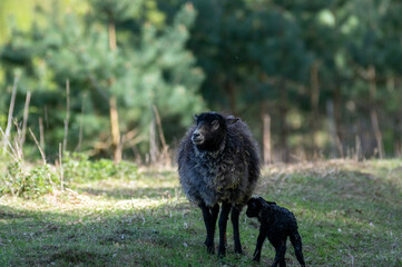 Owce domowe mała owieczka wraz z mamą maciorką tuż po porodzie na pastwisku, wykot.	
 - obrazy, fototapety, plakaty
