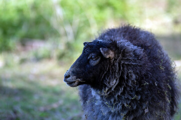 Czarna owca na jasnym zielonym tle.