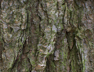 Details of the bark of betula nigra