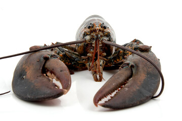 fresh lobster on a white background