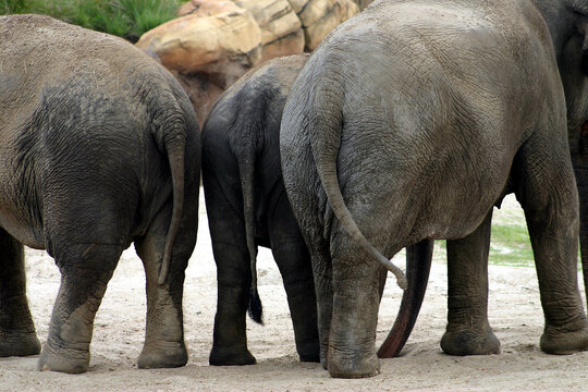 A group of three African elephants standing together in their enclosure