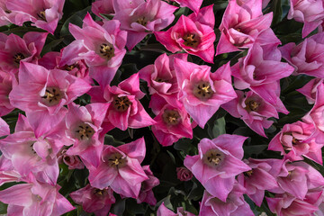pink flowers in the garden, top view