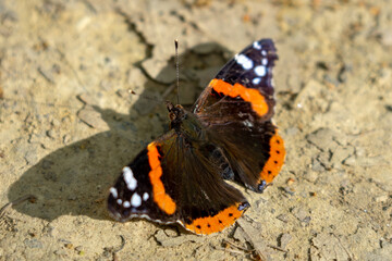 Fototapeta na wymiar atalanta butterfly with shadow on a sunny dry day