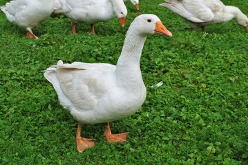 Gęsi na zielnej trawie.  © Natalia