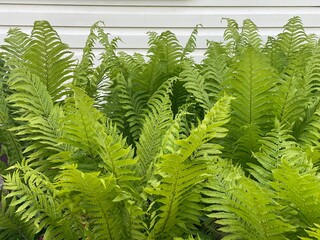 Fern leaves in spring