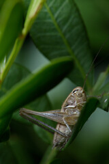 brown-spotted bush cricket