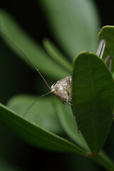 brown-spotted bush cricket