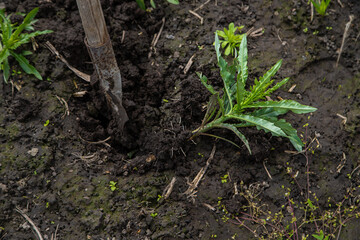 Digging up the weed sow thistle in the garden. Selective focus.