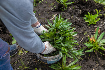 Digging up the weed sow thistle in the garden. Selective focus.