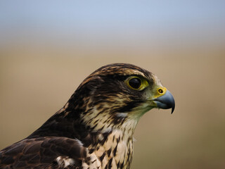 Saker Falcon Portait