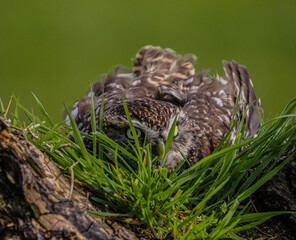 Little Owl Hiding Away
