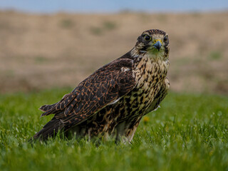 Saker Falcon Portait