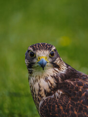 Saker Falcon Portrait