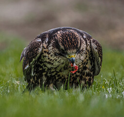 Saker Falcon enjoying her meal.