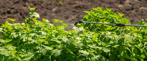 Treatment of bushes with insecticide in the garden. Selective focus.