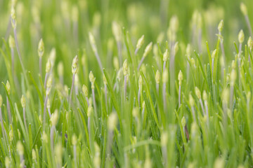 green lavender sprouts during spring