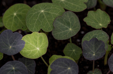 young garden nasturtium on dark background