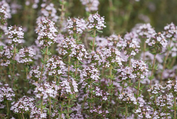 blooming thyme close-up