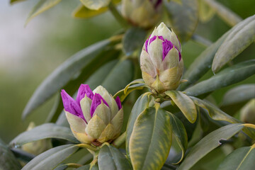 Rhododendron buds just before blooming during spring